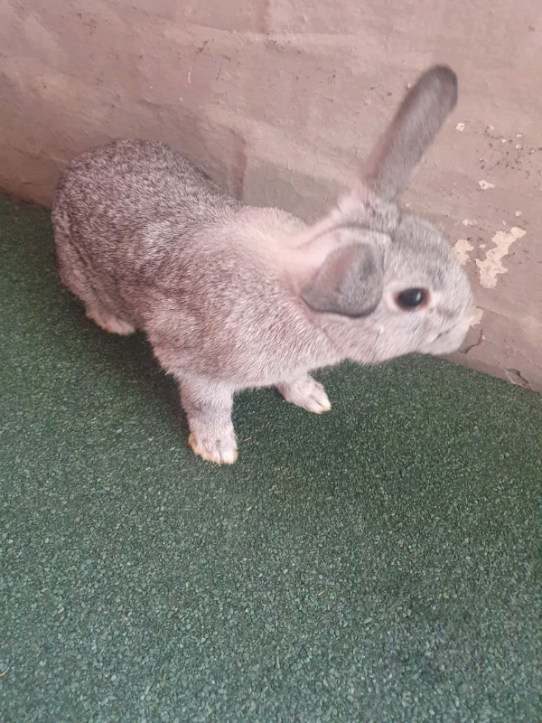 5 month old bunny
